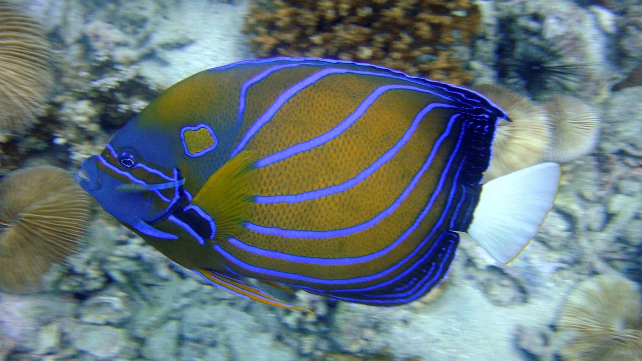 Different Types of Angelfish