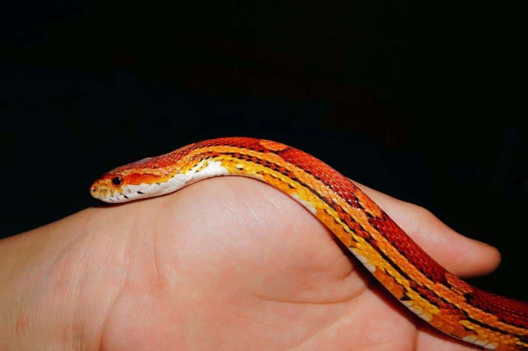 16 Different Types of Corn Snakes