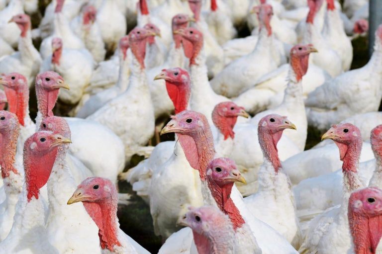 11 Different Types of Domestic Turkey Breeds