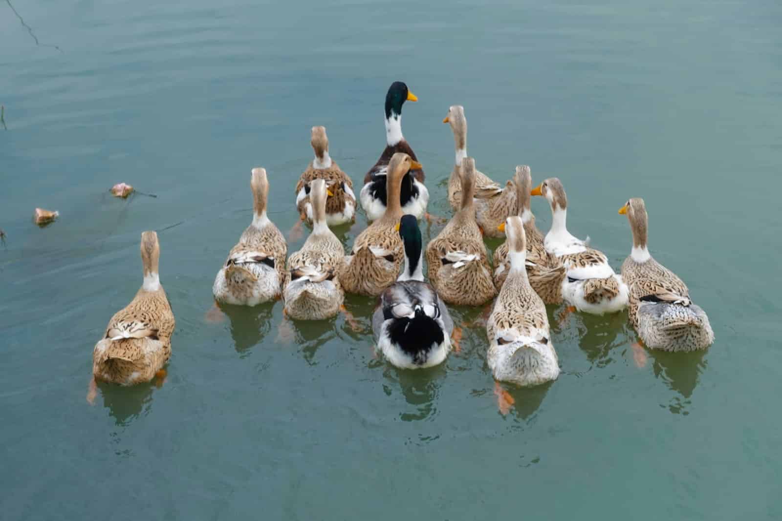 Different Types of Duck Breeds