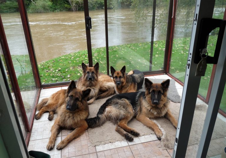 5 Different Types of German Shepherd Dogs
