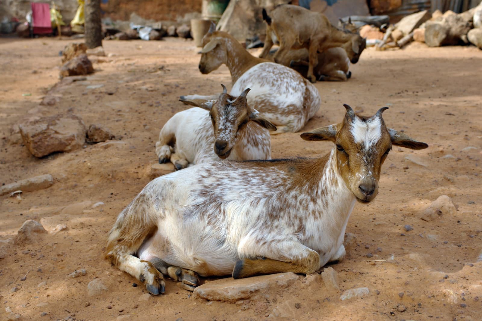 Different Types of Goat Breeds