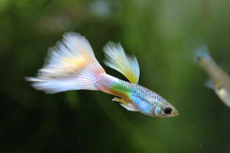 23 Different Types of Guppies