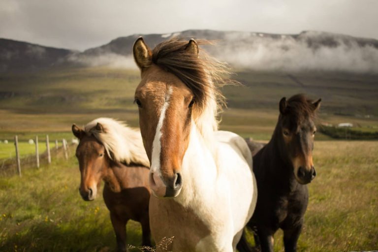 19 Different Types of Horse Breeds