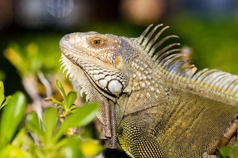 10 Different Types of Iguanas