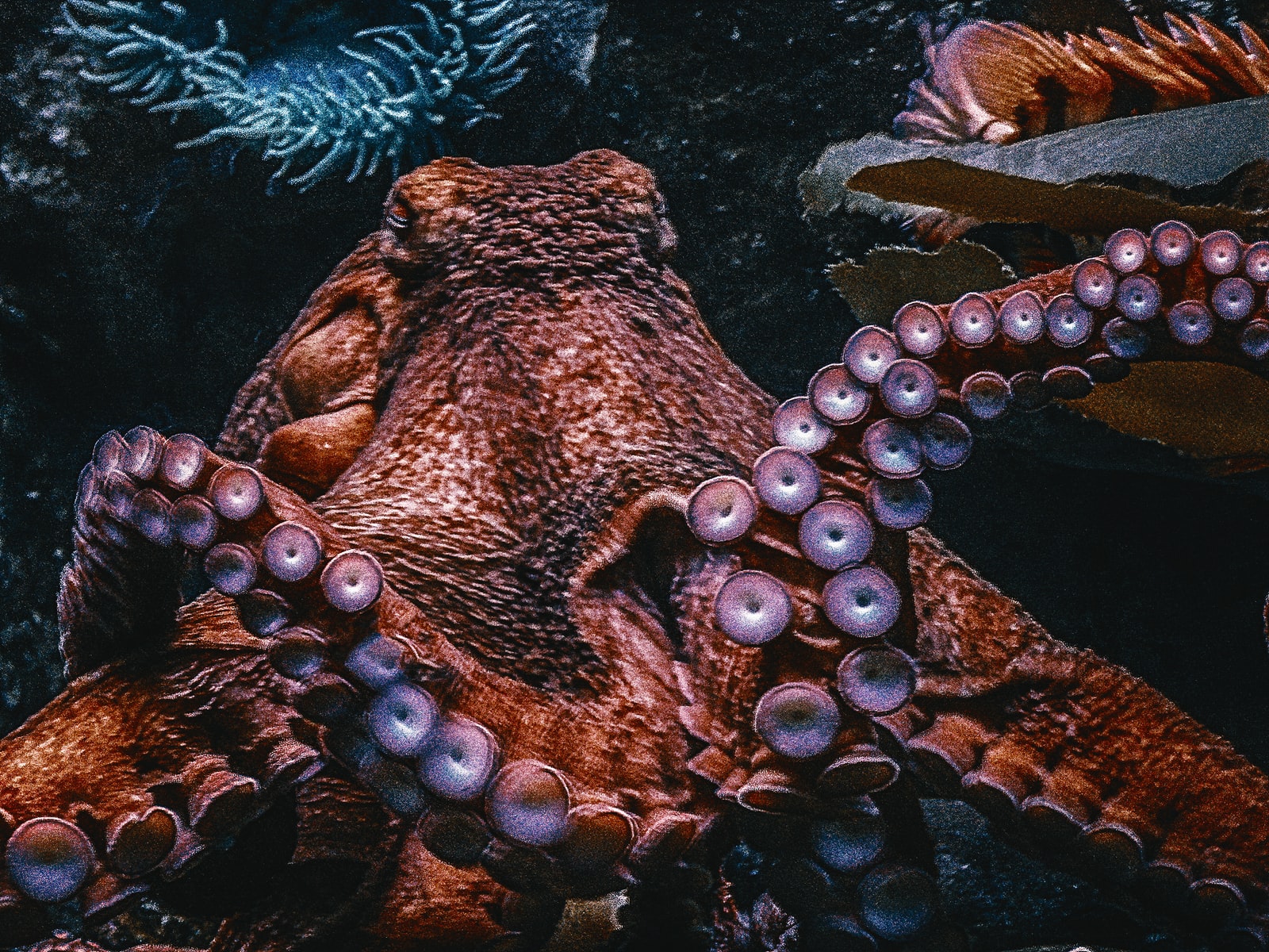 Different Types of Octopus
