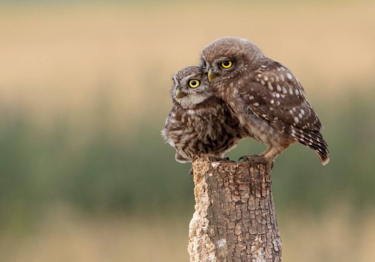 18 Different Types of Owls