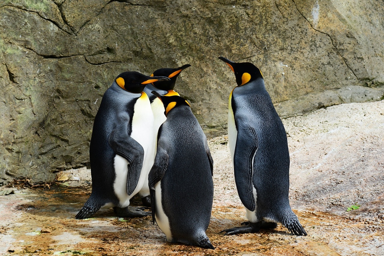 Different Types of Penguins