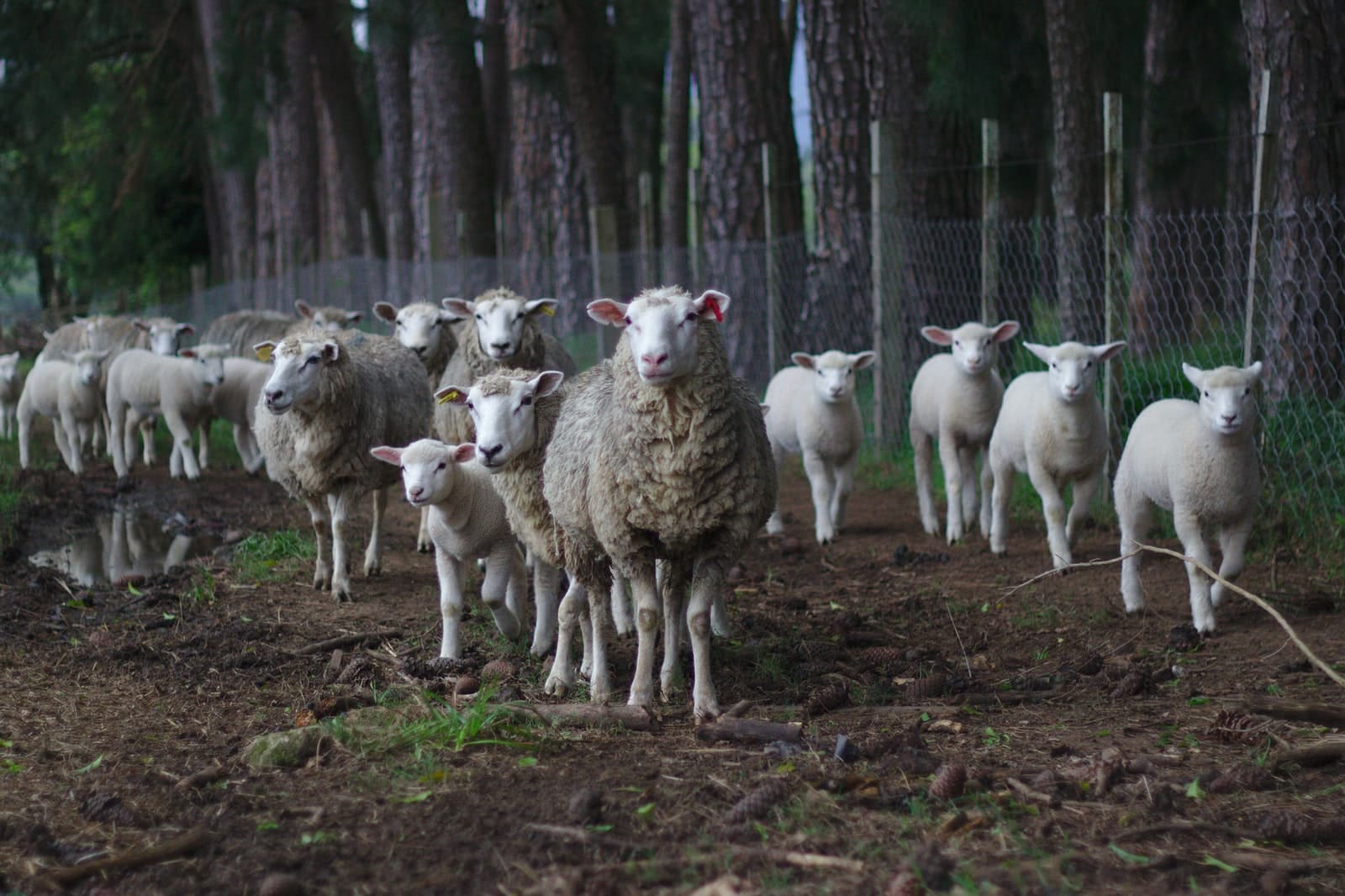 Different Types of Sheep Breeds