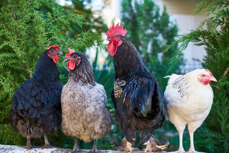 22 Friendliest Chicken Breeds in the World