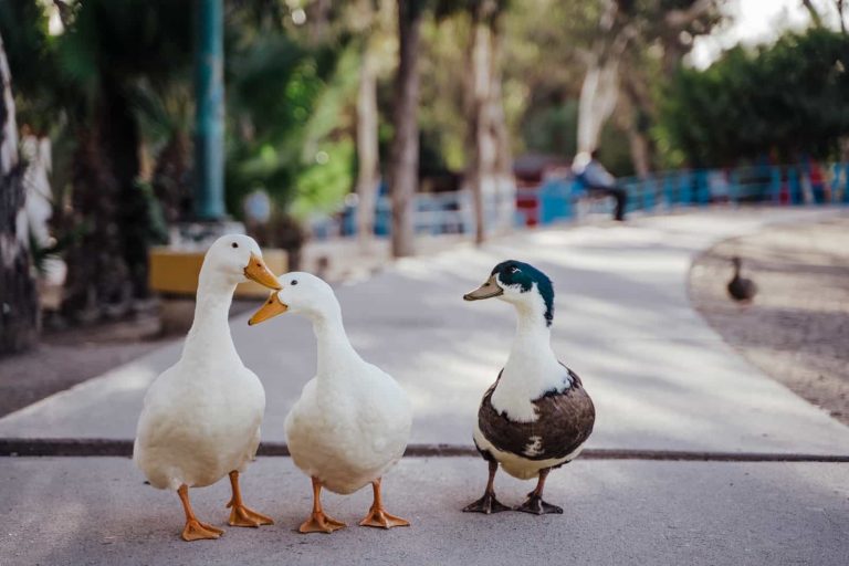 10 Friendly Duck Breeds: Which One Will You Choose?