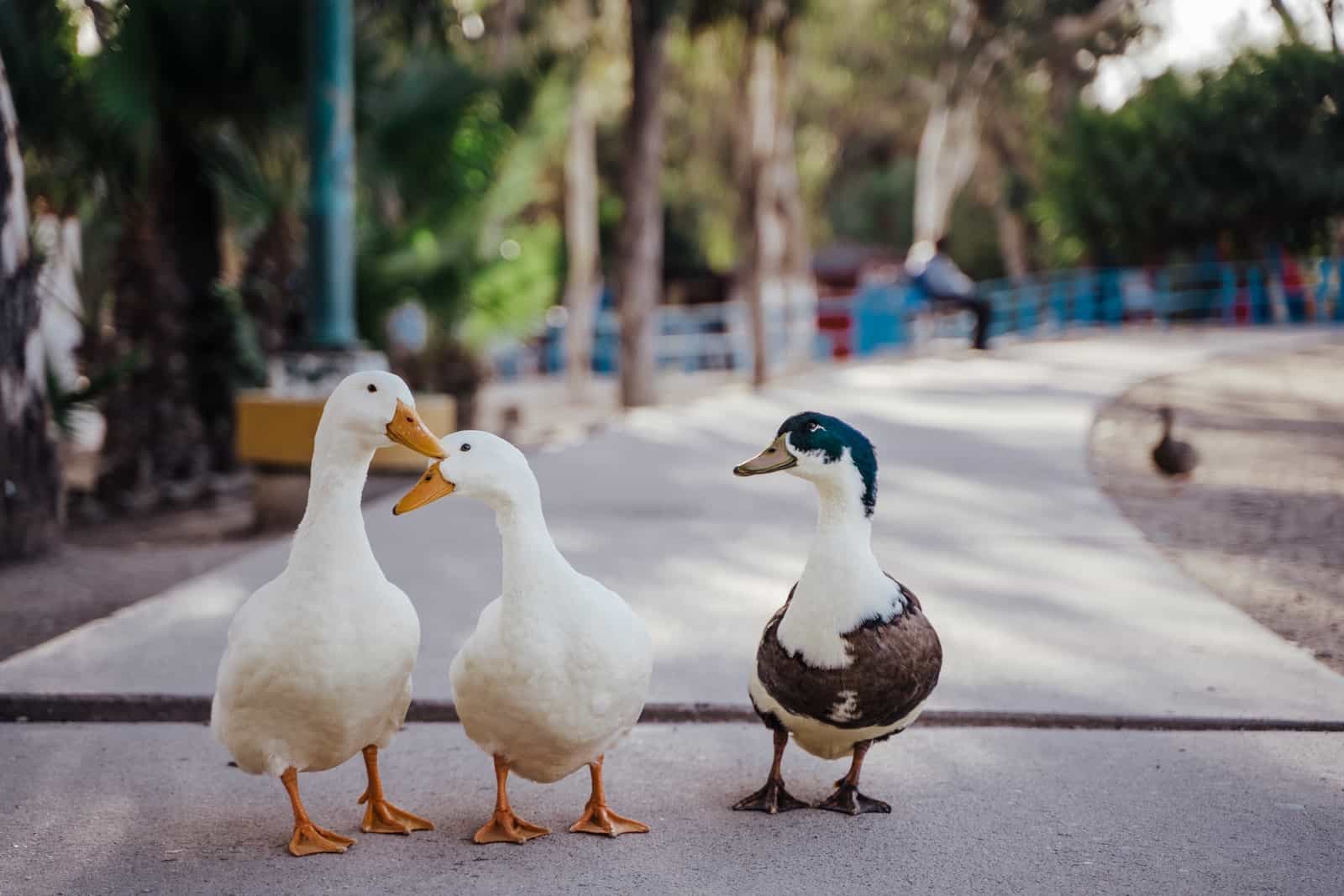 Friendly Duck Breeds