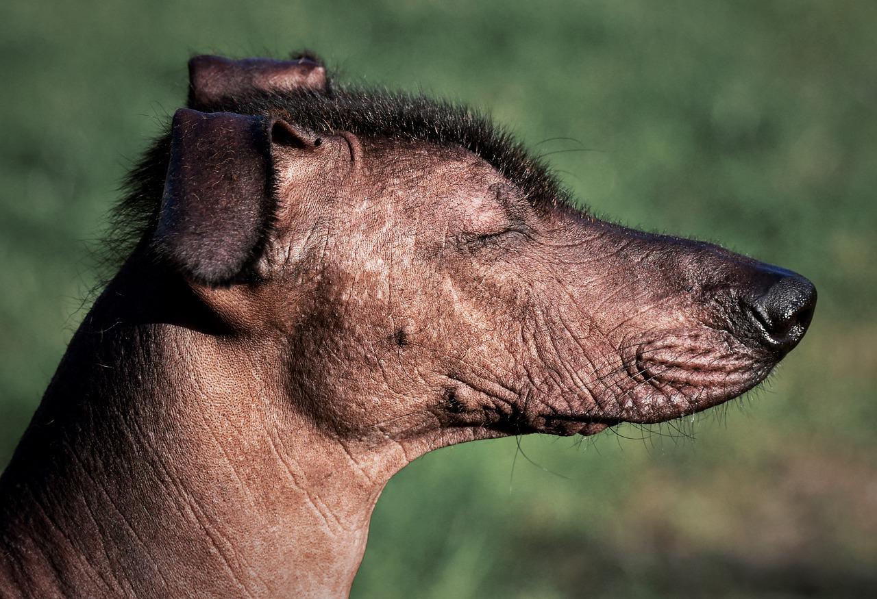 Hairless Dog Breeds