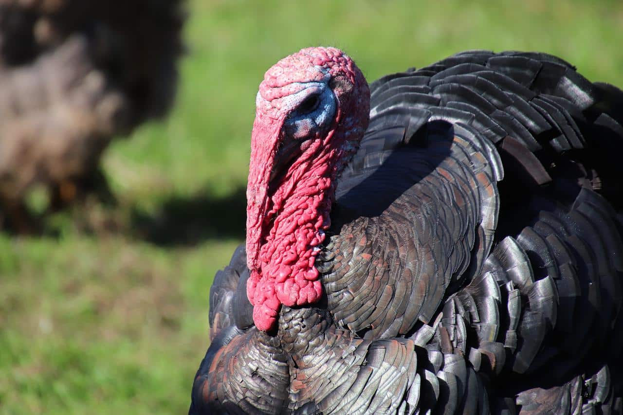 Heritage Turkey Breeds
