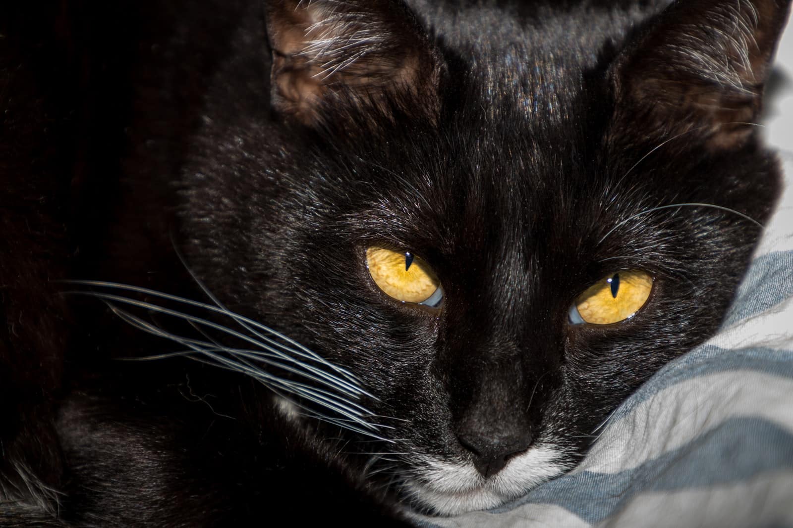 Large Domestic Cat Breeds