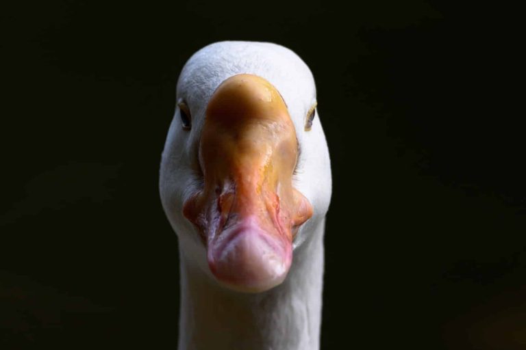 Top 8 Large Duck Breeds in the World