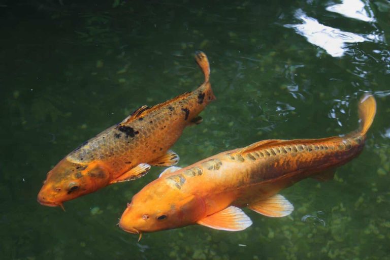 Top 10 Largest Freshwater Fish