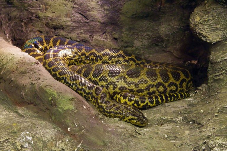 Top 8 Largest Snakes in Africa