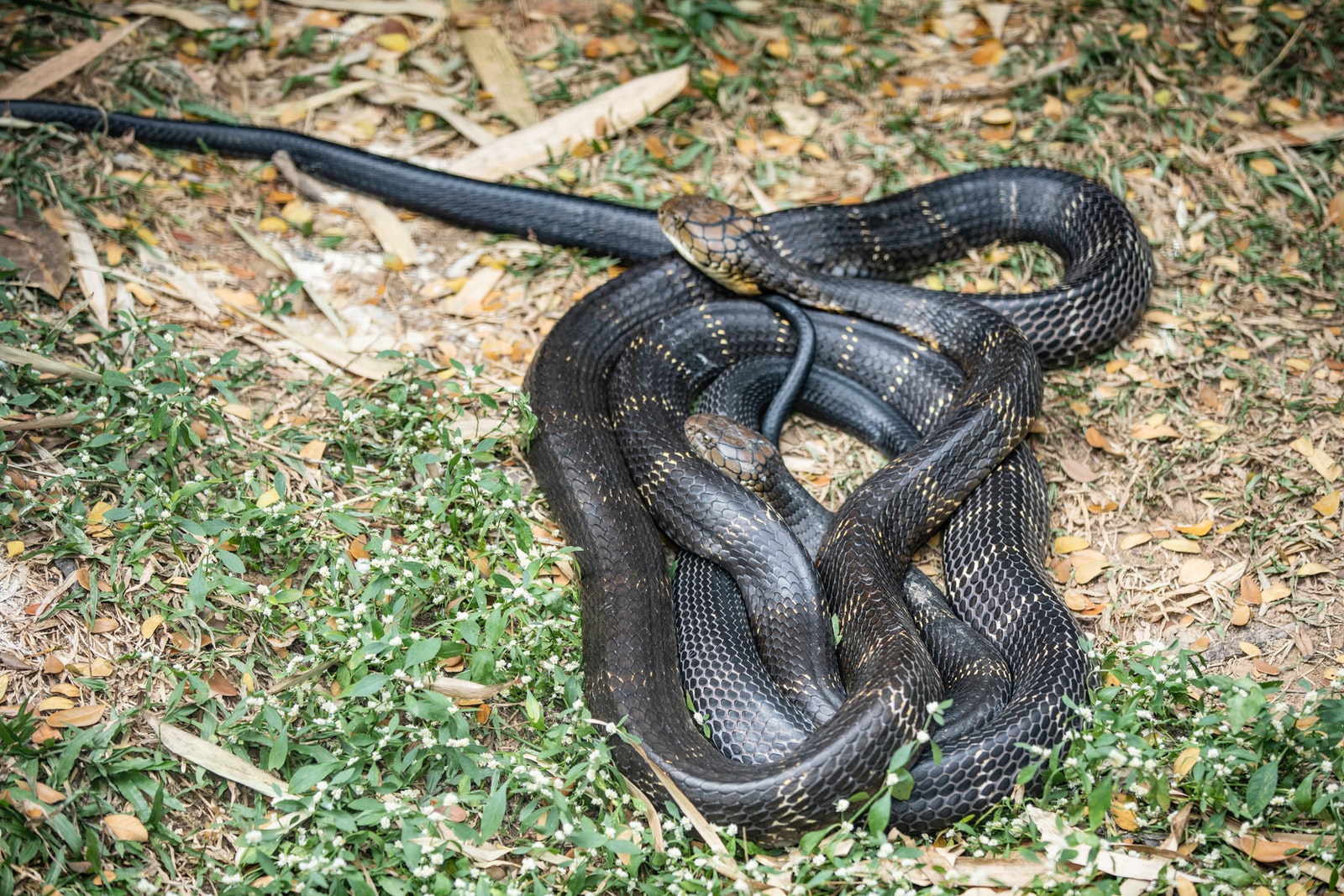 Largest Snakes in the World