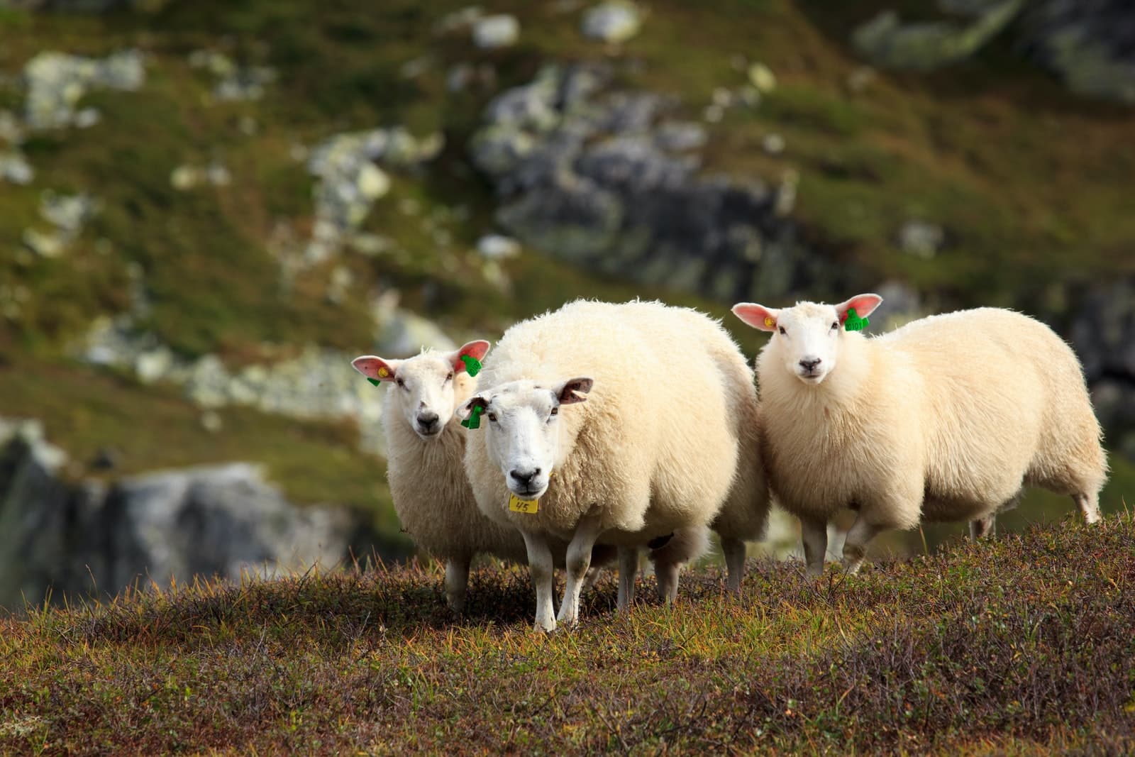 Meat Producing Sheep Breeds