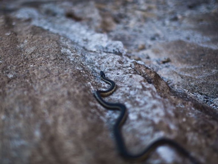 10 Most Venomous Snakes in California