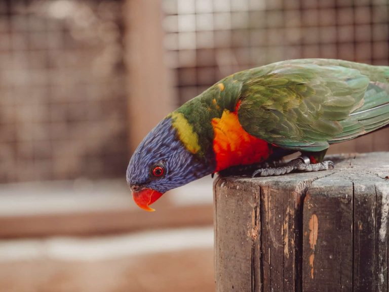 Parakeet Names: Check Out Our List of 100 Great Ideas!