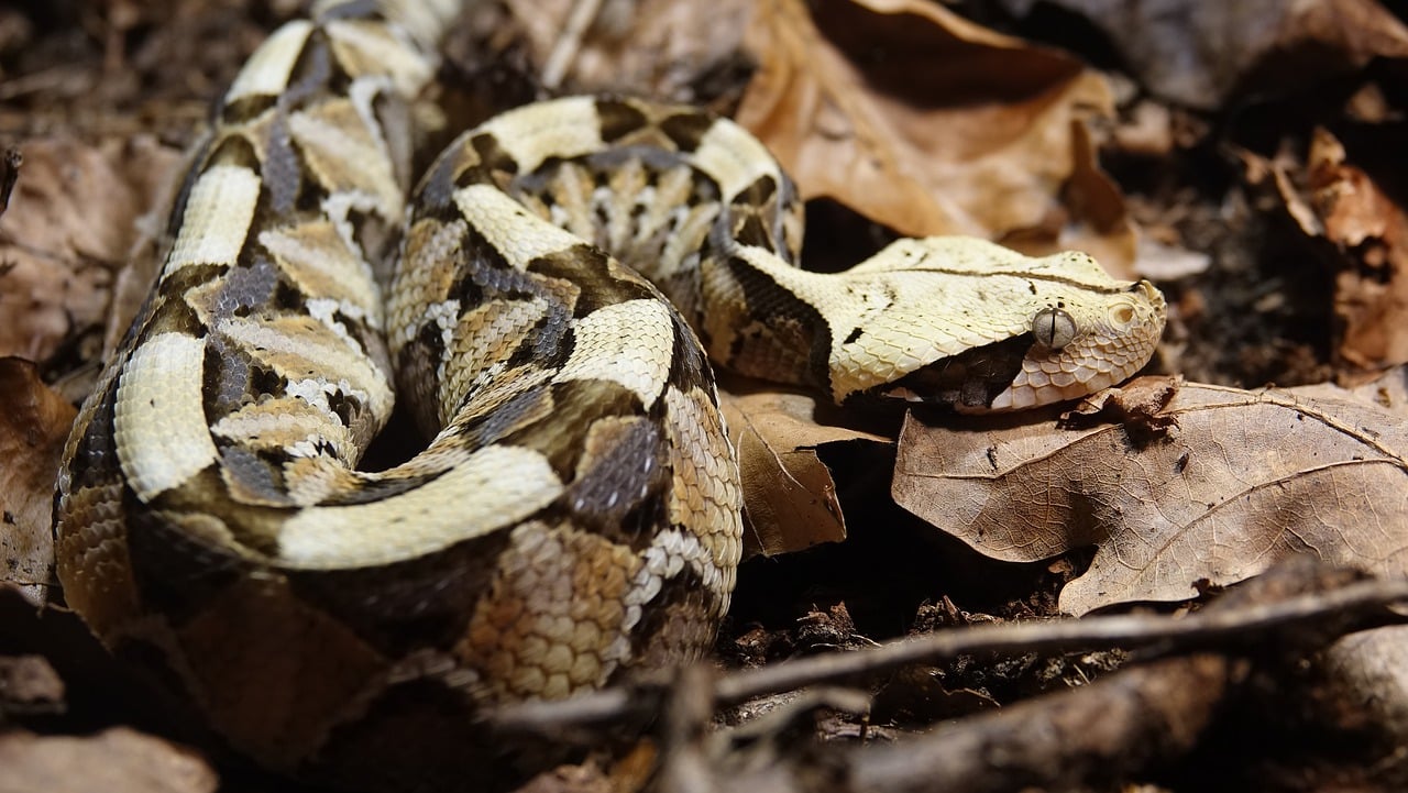 Puff Adder