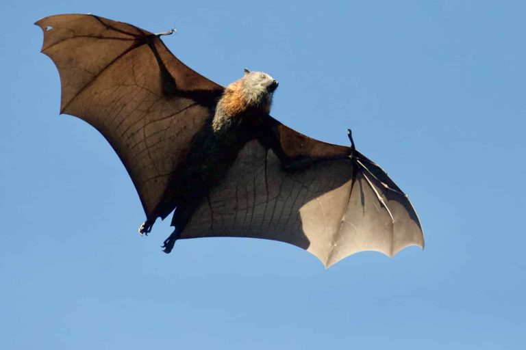 17 Different Types of Bats in Canada