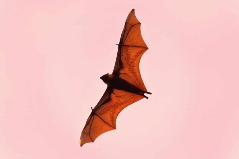 15 Different Types of Bats Found in Alabama