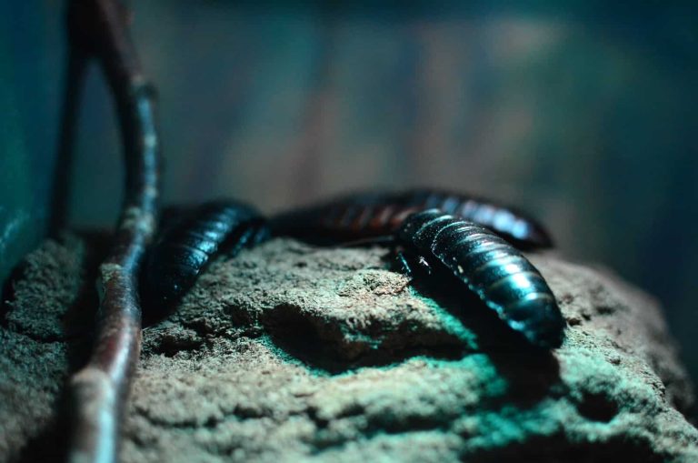 5 Types of Cockroaches in Australia