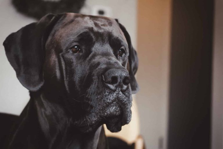 19 Different Types of Mastiff Dog Breeds