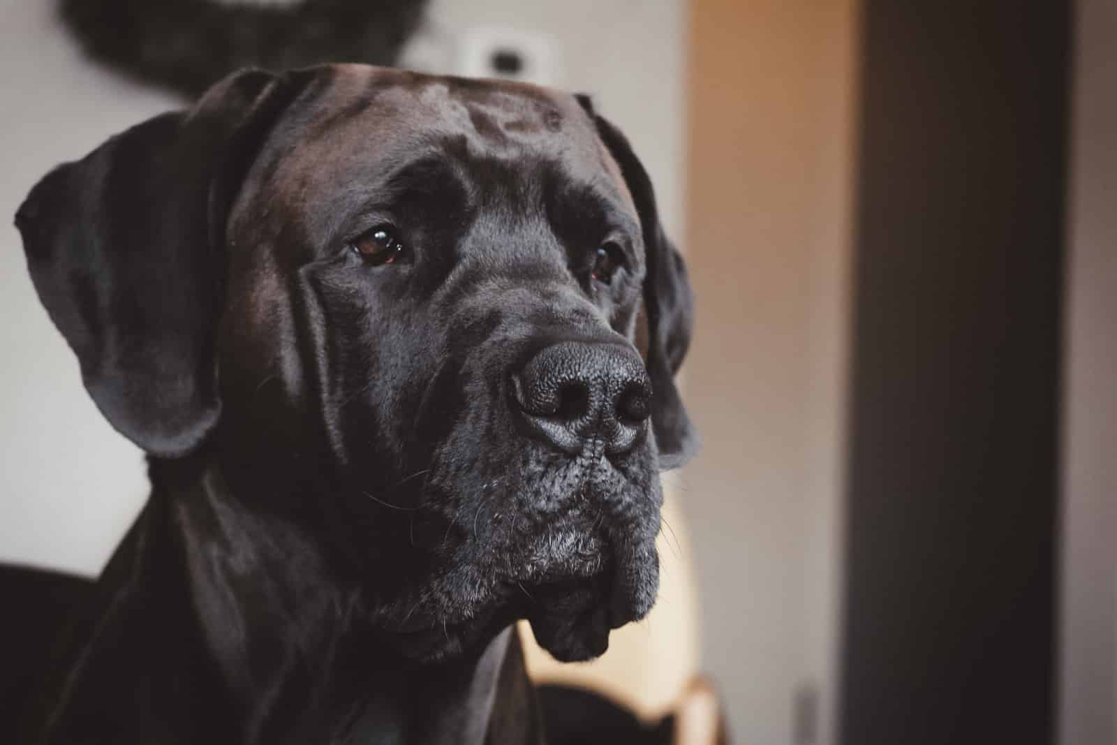 Types of Mastiff Dog Breeds