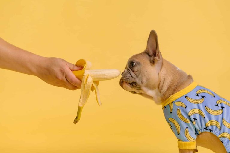 What Fruits Can Dogs Eat?