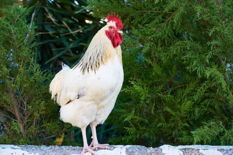 19 White Chicken Breeds From Around the World