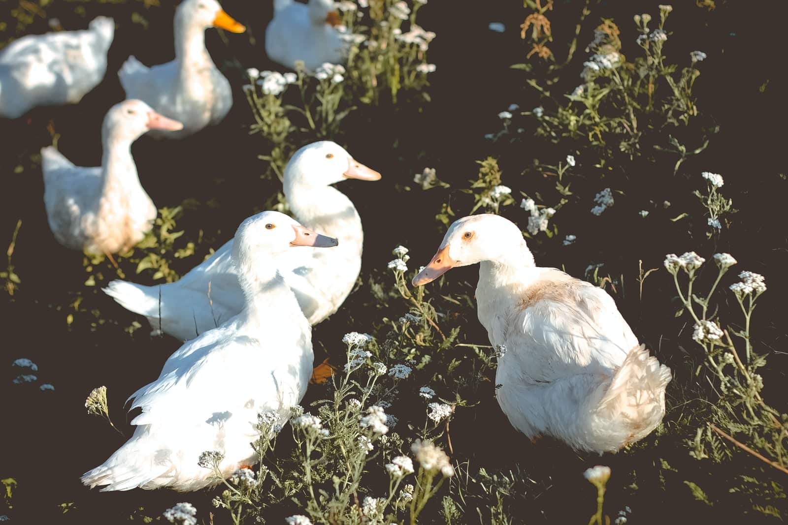 White Duck breeds
