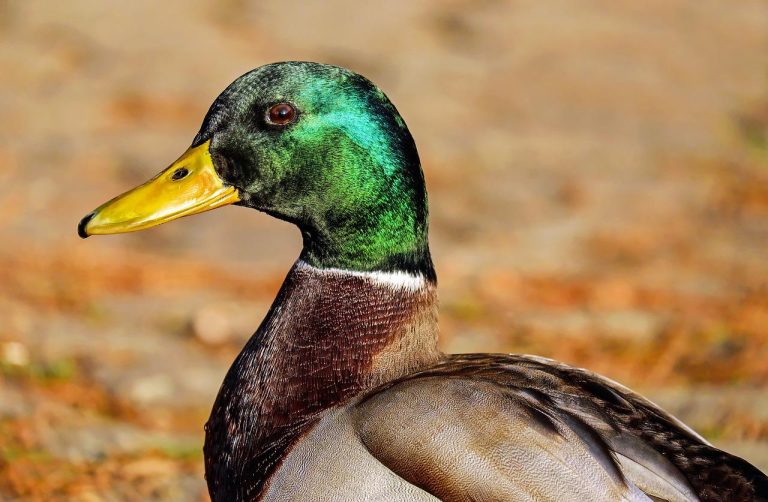 7 Different Wild Duck Breeds