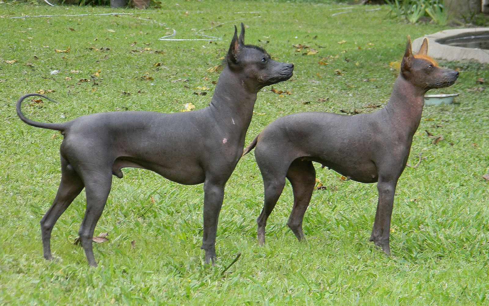African Hairless Dog