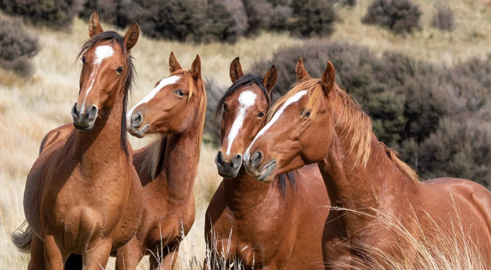 Australian Horse Breeds