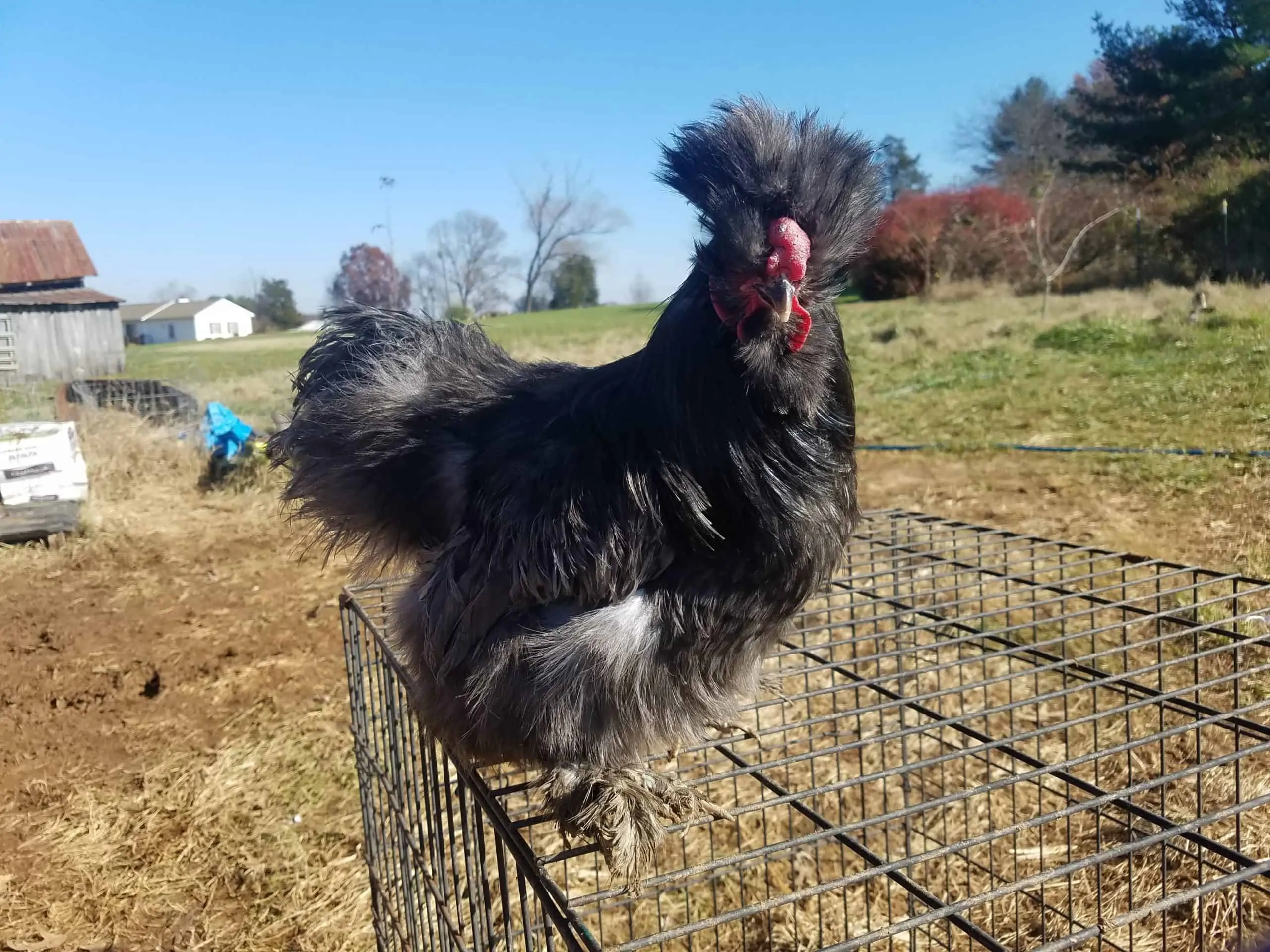Crested Chicken Breeds