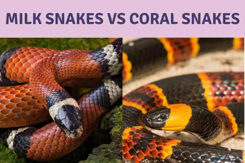 Difference Between Milk Snakes and Coral Snakes