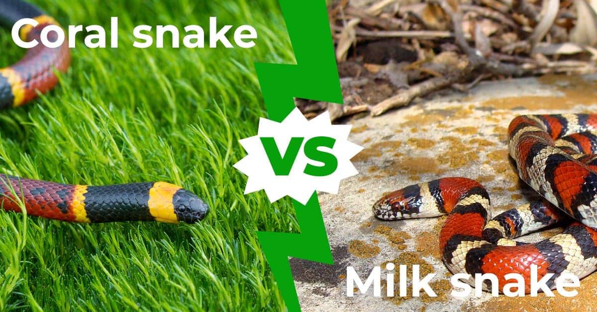 Difference Between Milk Snakes and Coral Snakes