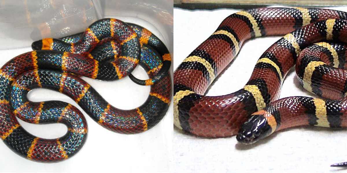 Difference Between Milk Snakes and Coral Snakes