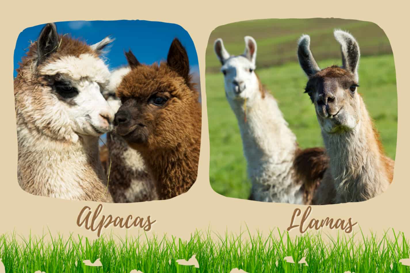 Difference Between Alpacas and Llamas