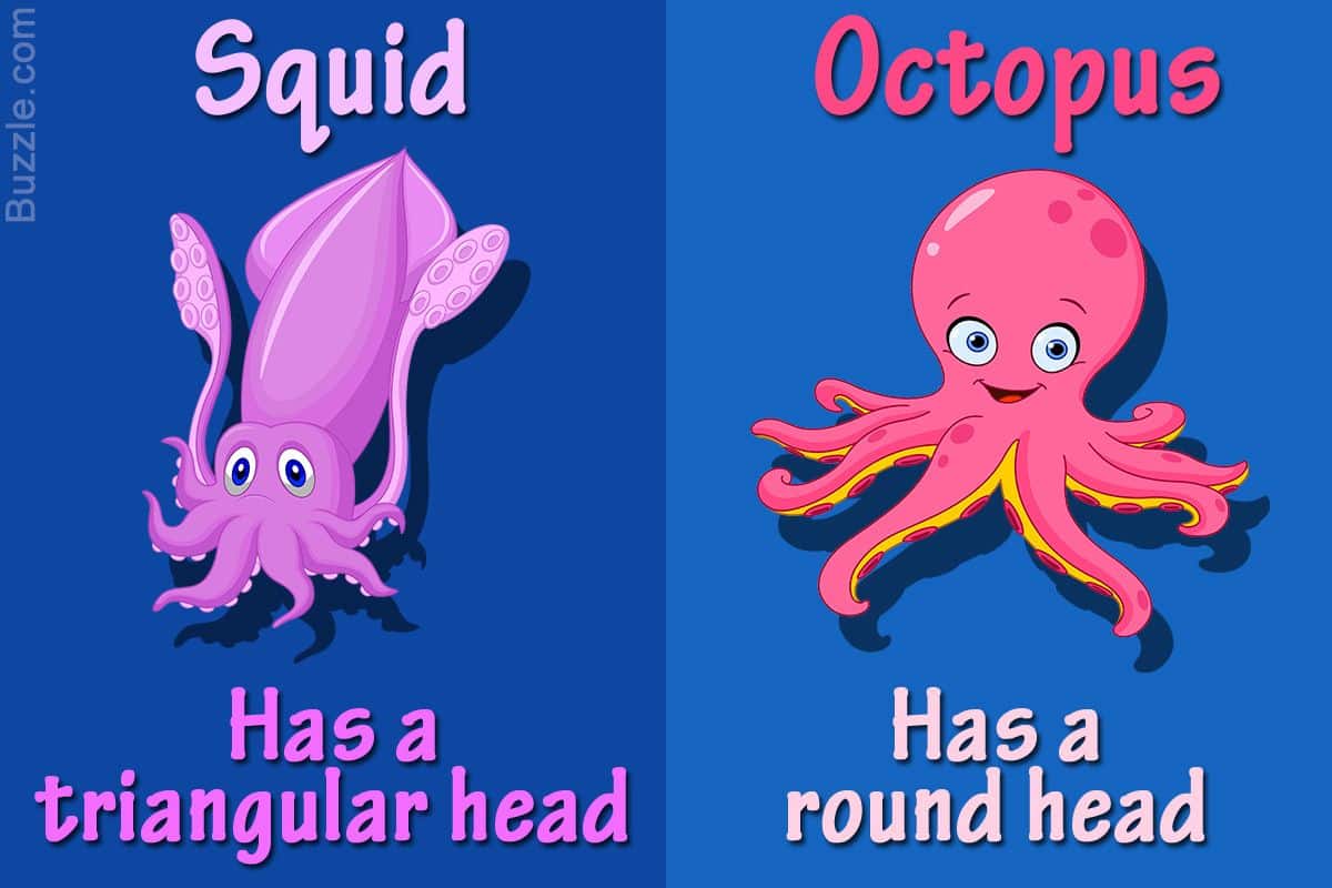 Difference between Octopus and Squid