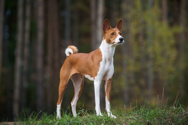 3 Egyptian Dog Breeds You’ve Never Heard of