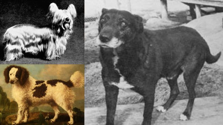 30 Extinct Dog Breeds You Didn’t Know About