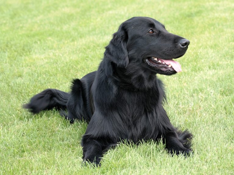 Flat-coated Retriever: Dog Breed Profile and Information