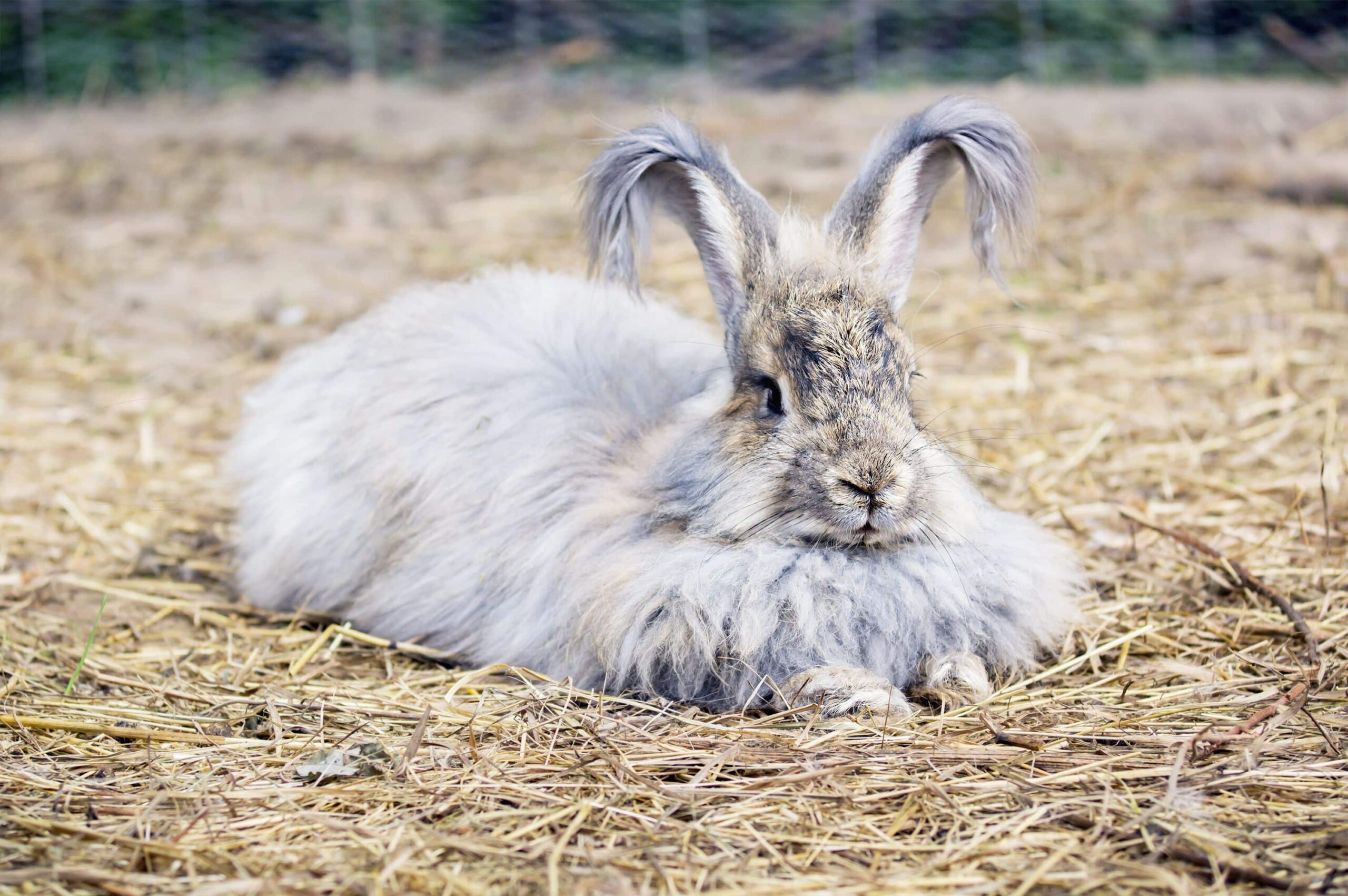 Fluffy Rabbit Breeds