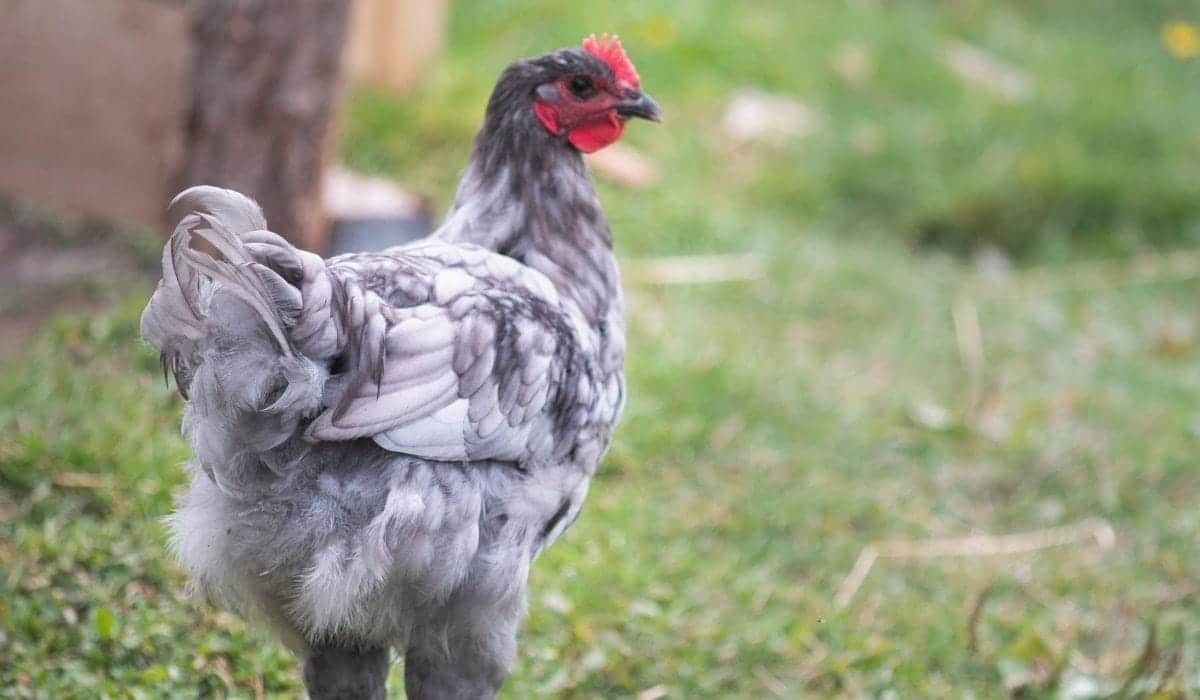 Grey Chicken Breeds