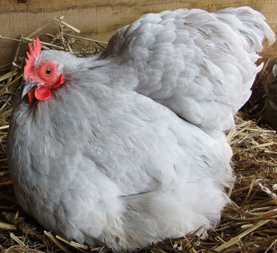 Lavender Pekin